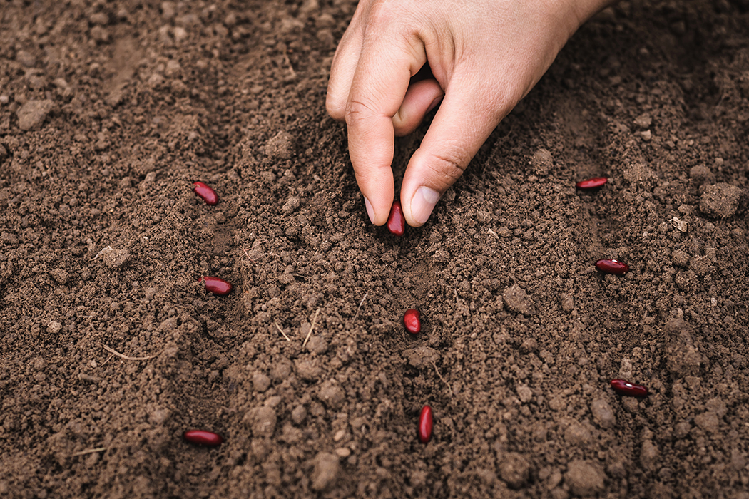 Bean Planting